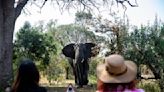 Muere un turista español en Sudáfrica aplastado por un elefante al intentar fotografiar su manada