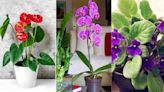 10 indoor plants that flower all year round – choose from our expert recommendations for non-stop blooms