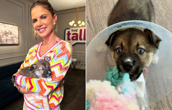 Natalie Morales Rescues a Blue-Eyed Puppy on “The Talk”