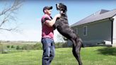 'Gentle Giant' Great Dane in Iowa Officially Recognized as World's Tallest Living Dog