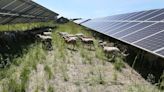 Photos: Ames hires sheep to mow grass at its community solar farm