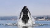 Humpback whales put on a show off Pismo Beach. See the photos