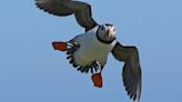 Protection area could mean brighter future for puffins on Saltee Islands