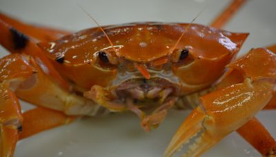 Atlantic red crabs: Learn more about the deep-sea delicacy clawing their way to the table