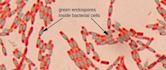 Endospore staining