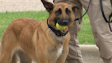 K-9 Fundraiser in Portage County shows off dogs