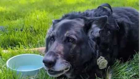 Beloved K-9 Bane dies after battle with cancer