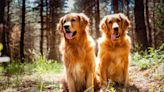 Golden Retrievers Cooling Off at Colorado Farmer's Market Give New Meaning to 'On the Rocks'