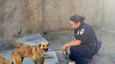 Stray dog nicknamed 'Mighty Joe Young' seen running from gorilla inside San Diego Zoo Safari Park