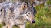 Does bear spray work on wolves?