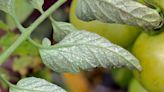 What Are the Tiny White Bugs on Your Plants? 4 Common Pests They Could Be