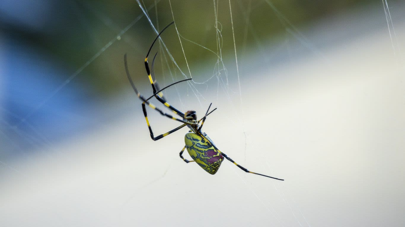 Meet the shy, invasive Joro spider riding winds along the East Coast