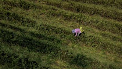 China warns prolonged heatwave may damage rice, cotton crops