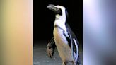 National Aviary announces death of penguin Stanley