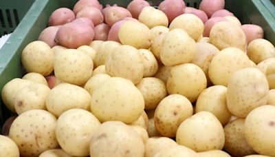 馬鈴薯發芽還能吃嗎？專家揭「毒性增6倍」 安全存放正確作法曝