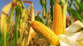 La Nación / Zafra 2023: reportan caída de un millón de toneladas en exportaciones de maíz