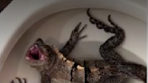 Massive hissing iguana found in Florida man's toilet