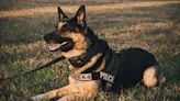 ‘Officers collapsed from aerosolized fentanyl’: Concerns over K-9s not trained to detect the drug