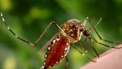 Six Zika Virus Infection Cases in Pune; Two Patients Are Pregnant Women - News18