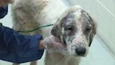 17 dogs living in horrific conditions, rescued from Pennsylvania home