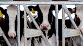 Scientists Fault Federal Response to Bird Flu Outbreaks on Dairy Farms