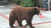 Bear Breaks into Calif. Family's Fridge, Steals a Watermelon, and Picnics in the Yard: Watch!