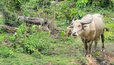 Wakan Gli: Tribes honor birth of rare white buffalo in Yellowstone, announce its name