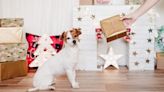 26 Amazon Prime Holiday Deals for Dog Parents to Take Advantage Of