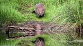 Scottish farmers damn wild beaver reintroduction policy | FOX 28 Spokane