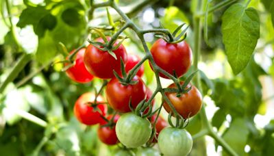 7 Reasons Your Tomato Plants Aren't Setting Fruit—And How to Fix Each