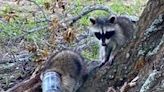 NPSO, animal control help out a raccoon in need