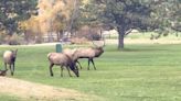 Cow elk attacks a young boy playing on a playground in Estes Park