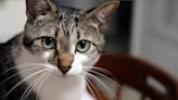 Cary tells cat owners to leash their kitty outdoors or face a fine