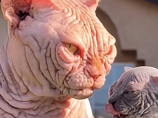 Rise of the XL Bully CAT: Hairless felines being bred in UK