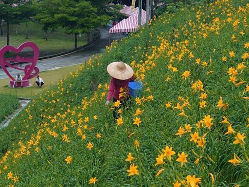 遇雨則發！花壇虎山巖金針花 倍速開滿山綻放