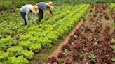 Maranhão recebeu R$ 1,36 bilhão de investimentos na agricultura familiar - Imirante.com