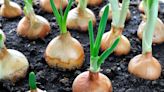 15 Companion Plants You Should Grow With Onions—and 6 You Shouldn't