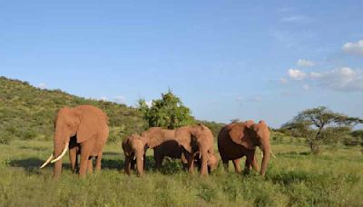 Study reveals five genetically-distinct population of wild elephants in India