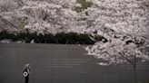 Early blooms in DC as National Cherry Blossom Festival begins