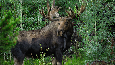 Man's Rare Up-Close Encounter with Moose in Maine Ends with Terrifying Charge