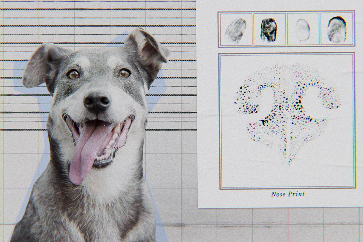 Stream It Or Skip It: ‘Inside the Mind of a Dog’ on Netflix, the canine-brain documentary that's as fascinating as it sounds