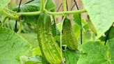 9 Cucumber Trellis Ideas That Will Take Your Cucumber Harvest to New Heights