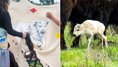 Very rare white buffalo calf born in Montana's Yellowstone, 'sacred' name revealed