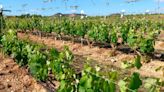 La Región de Murcia inicia la comercialización de cuatro nuevas variedades de uva de vinificación procedentes de la Monastrell