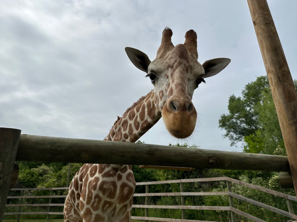 Free admission for military, veterans to African Safari Wildlife Park on Memorial Day