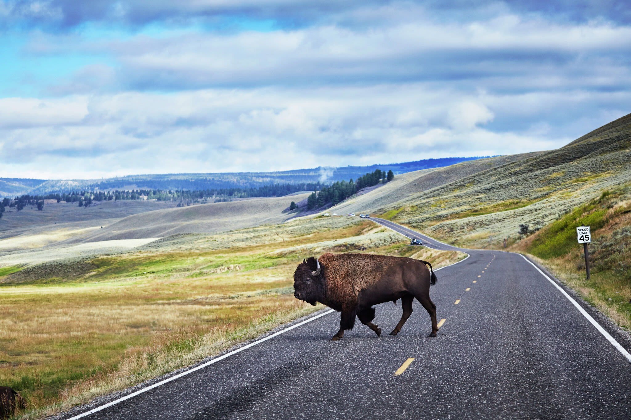 Drunken tourist kicked bison in Yellowstone, officials say