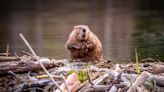 Here's how experts are trying to solve a beaver problem in El Dorado County