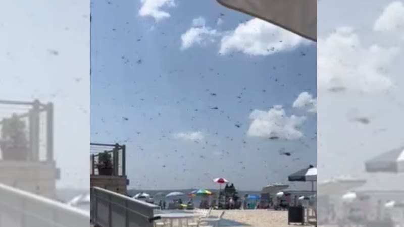 Swarms of dragonflies invade local beaches