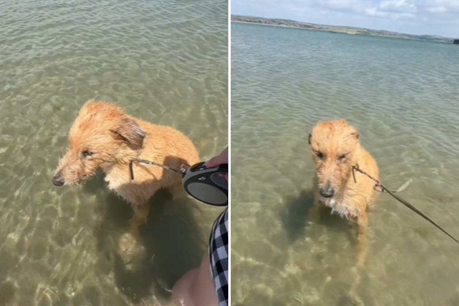 Dog devastated as no one wants to play with him at the beach