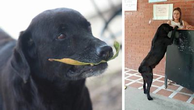 Clever Dog Brings Leaves to “Pay” for Cookies at the Store